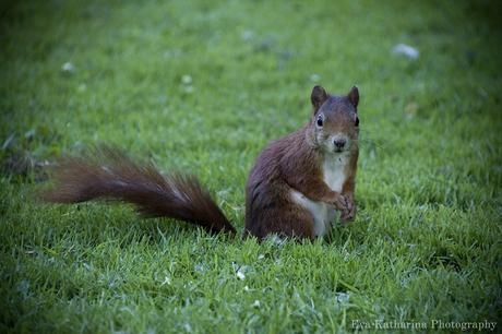 Squirrel at Luisenpark