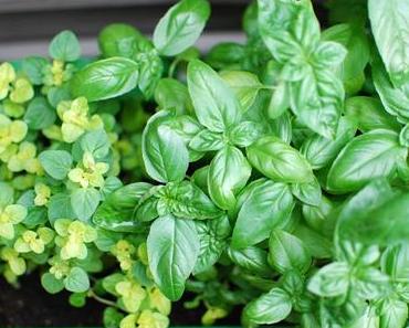 {Projekt} #Urbangardening - Part 1