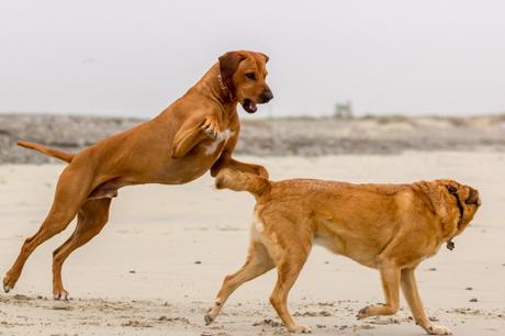 Hunde am Strand in der Bretagne