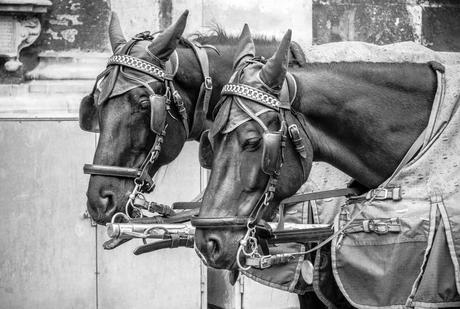 Kuriose Feiertage - 15. Juli - Ich-mag-Pferde-Tag – der US-amerikanische National I Love Horses Day -1 (c) 2015 Sven Giese