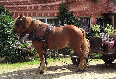 Kuriose Feiertage - 15. Juli - Ich-mag-Pferde-Tag – der US-amerikanische National I Love Horses Day -2 (c) 2015 Sven Giese