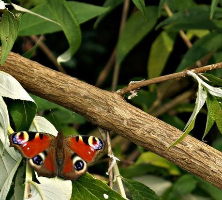 Blog - Fotografie by it's me! - Schmetterling Pfauenauge auf einem abgebrochenen Ast vom Sommerflieder