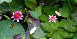 Travel Blog: Wunderschöne Lotosblüte
