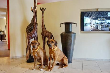 Hunde in der Hotelhalle des Sunderland Hotels in Sundern im Sauerland