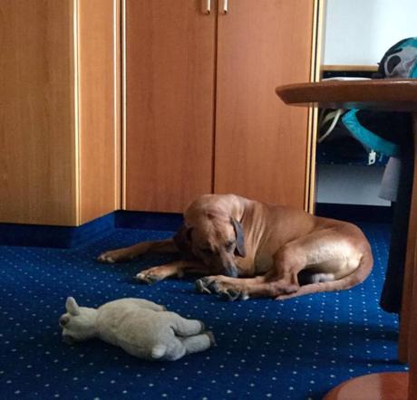 Hund im Superior-Doppelzimmer im Sunderland Hotel im Sauerland