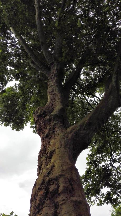 Foto: Ein gigantischer Ahornbaum