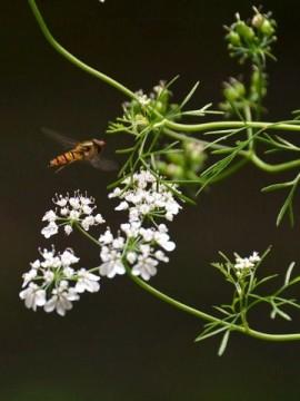 one pic a day | Juli | Sommer | Monatsübersicht