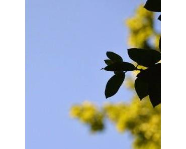 one pic a day | Juli | Sommer | Monatsübersicht