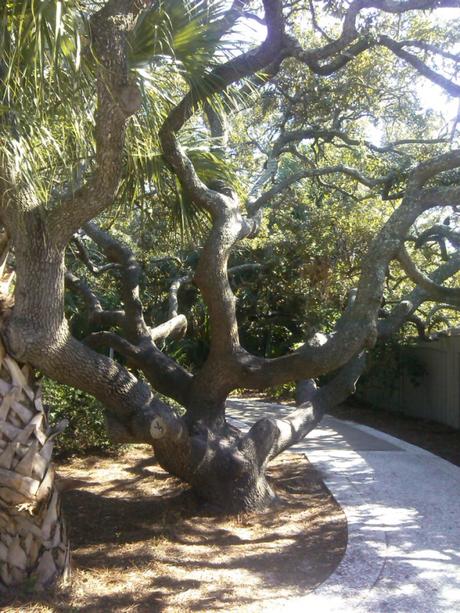 Der wohl meistfotografierteste Baum auf Hilton Head