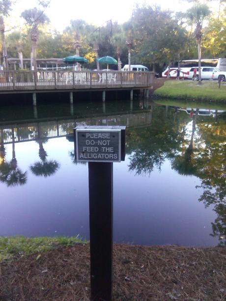Wohnt hier tatsächlich ein Alligator?