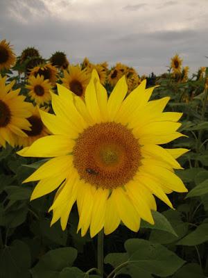 Die Sonnenblume - ein wundervolles Sinnbild