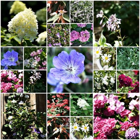 Blog & Fotografie by it's me! - Collage aller Blühpflanzen aus dem Garten