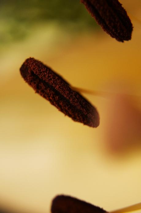 Blog & Fotografie by it's me! - Makro vom braunen Blütenstempel einer lachsfarbenen Lilie