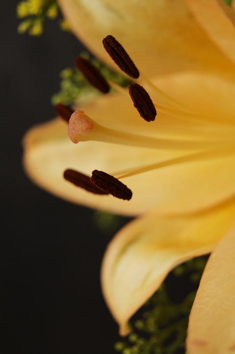 Blog & Fotografie by it's me! - braune Blütenstempel einer lachsfarbenen Lilie