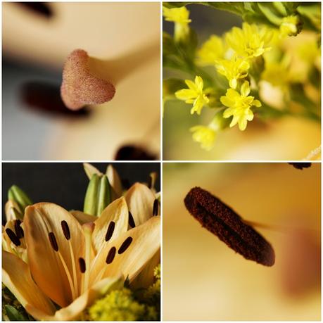 Blog & Fotografie by it's me! - Collage von Nahaufnahmen einer lachsfarbenen Lilie und Goldrute