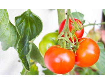 [Stadtgarten] Die ersten Tomaten sind reif!