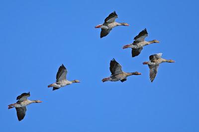 Lasst uns handeln wie die Gänse!