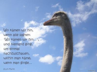 Lasst uns handeln wie die Gänse!