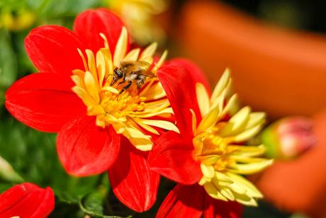 Kuriose Feiertage - 15. August 2015 - Tag der Honigbiene – der US-amerikanische National Honey Bee Day 2015  (c) Sven Giese - 3