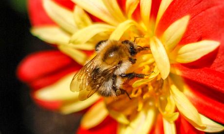 Kuriose Feiertage - 15. August 2015 - Tag der Honigbiene – der US-amerikanische National Honey Bee Day 2015  (c) Sven Giese -2