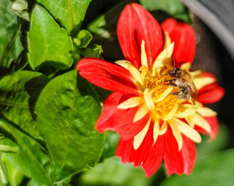 Kuriose Feiertage - 15. August 2015 - Tag der Honigbiene – der US-amerikanische National Honey Bee Day 2015  (c) Sven Giese (4 von 4)