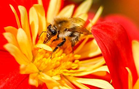 Kuriose Feiertage - 15. August 2015 - Tag der Honigbiene – der US-amerikanische National Honey Bee Day 2015  (c) Sven Giese - 1