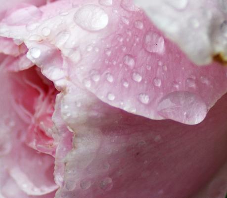 Blog & Fotografie by it's me! - Makroaufnahmen - Makro einer regennassen rosafarbene Rose