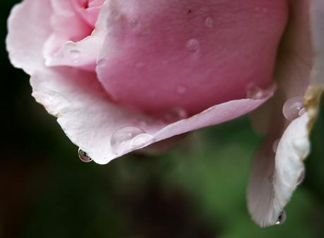 Blog & Fotografie by it's me! - Makroaufnahmen - Makroserie einer rosafarbenen Rose mit Regentropfen [2]