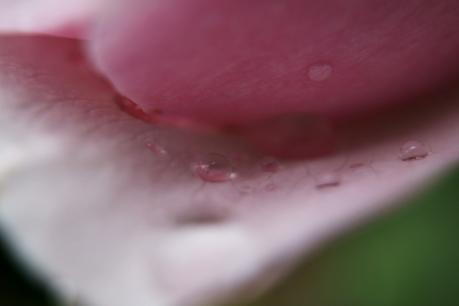 Blog & Fotografie by it's me! - Makroaufnahmen - Regentropfen auf einer rosafarbenen Rose