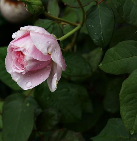 Blog & Fotografie by it's me! - Makroaufnahmen - Serie einer rosafarbenen Rose mit Regentropfen [3]