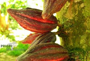 Kakao Pflanze Madagaskar Kakaobohnen Kakaofrüchte
