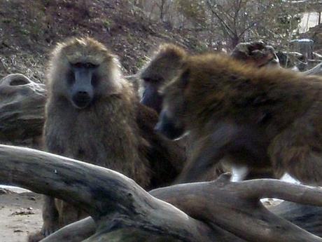 Affenhorde: Zusammenhalt und Nähe inklusive (Foto RacoonyRE)