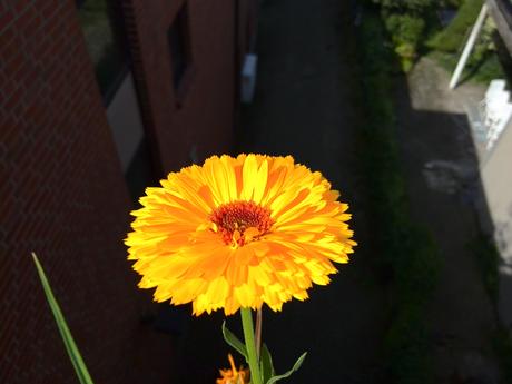 Foto: Ringelblume im Sonnenlicht