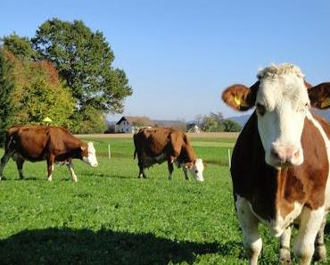 Wenn Du schon keine großen Taten tun kannst, dann mach diese Welt wenigstens mit Deinen Worten ein klein wenig besser!
