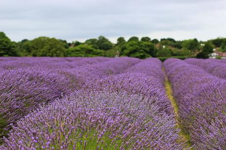 outfit_lavender_fields-1
