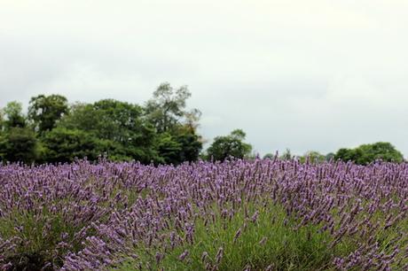 outfit_lavender_fields-9