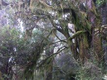 lichen trees