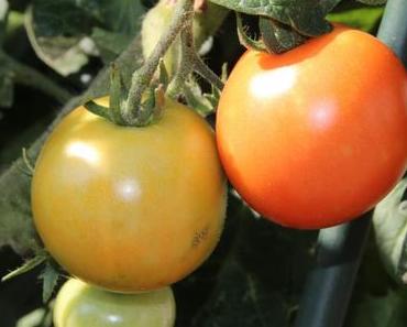 Foto: Die Tomaten werden reif