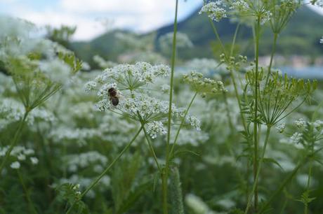 Fotografie - Mein Hobby ? Meine Leidenschaft !