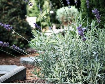 {12tel Blick} im August