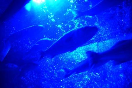 07_Schwarmfische-SeaLife-Muenchen-Aquarium