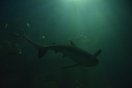 23_Haifisch-Aquarium-SeaLife-Muenchen