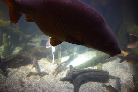 06_Donaudelta-Fische-Aquarium-SeaLife-Muenchen