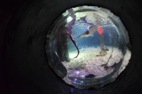 16_Einblicke-Unterwasser-SeaLife-Muenchen