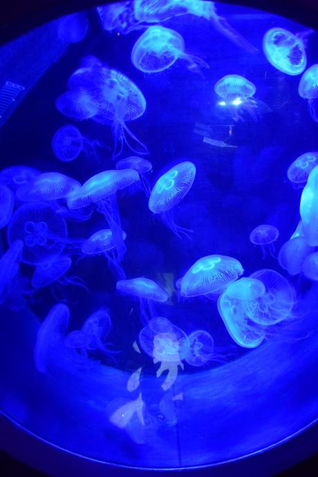 08_Quallen-Aquarium-UV-Licht-SeaLife-Muenchen