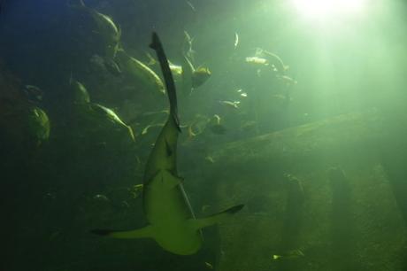 22_Haifische-Aquarium-SeaLife-Muenchen