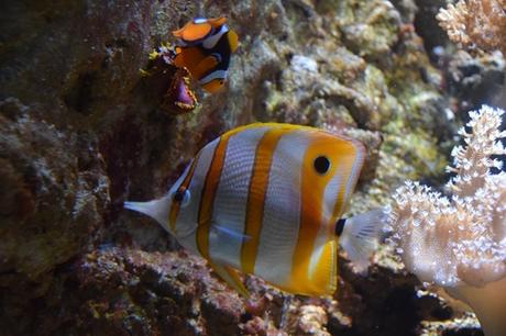 12_Meerwasser-Salzwasser-Aquarium-Clownsfisch-Nemo-SeaLife-Muenchen