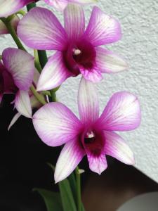 Dendrobium Phalaenopsis Blüte