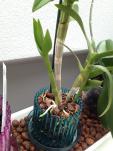 Dendrobium Phalaenopsis (Info)