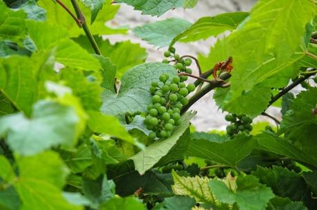 Wussten Sie, dass in Erfurt Wein in einem Weinberg am Petersberg
angebaut wird?